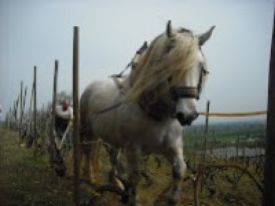 The horse in the vineyard is back 